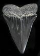 Large Fossil Mako Shark Tooth - Georgia #31614-1